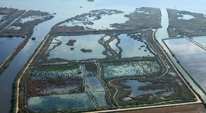 ¿Pueden ayudar los humedales artificiales a depurar el agua de l´Albufera?