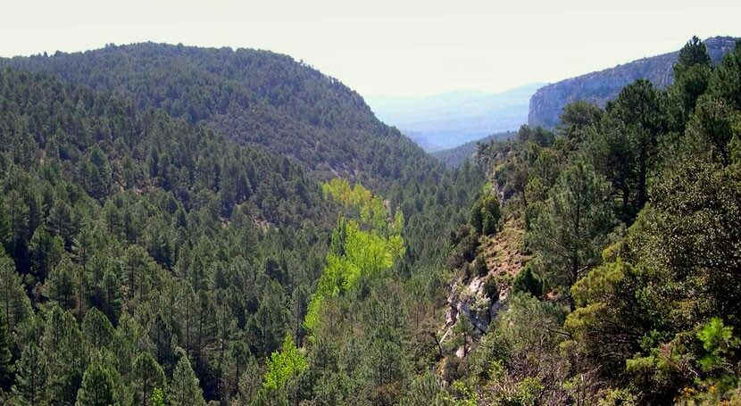 ¿Corre riesgo de desaparecer el paisaje agroforestal mediterráneo?