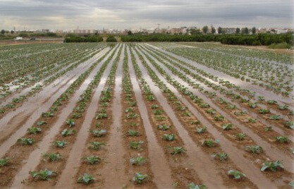 campo de cultivo coliflor