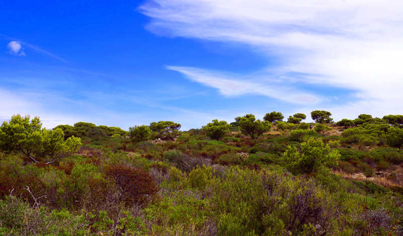Un estudio del IIAMA determina que la silvicultura de base ecohidrológica es la más adecuada para la gestión forestal de los bosques mediterráneos
