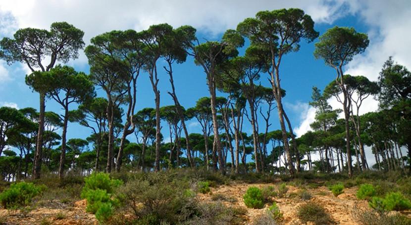 El agua como producto forestal que mejora la gestión de los bosques semiáridos