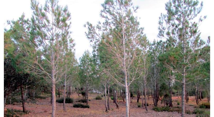 La gestión forestal ecohidrológica mejora la conservación del suelo en los bosques semiáridos