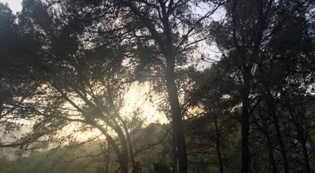 «La gestión ecohidrológica mejora la adaptación de los bosques mediterráneos al cambio climático»