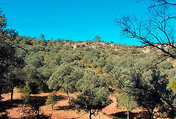 Parcela experimental donde desarrolla estudios el grupo Re-ForeST del IIAMA