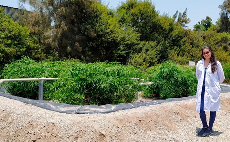 El humedal de tipo francés tiene una alta eficiencia en remoción de los contaminantes analizados y produce un efluente con la suficiente calidad para reutilizar el agua