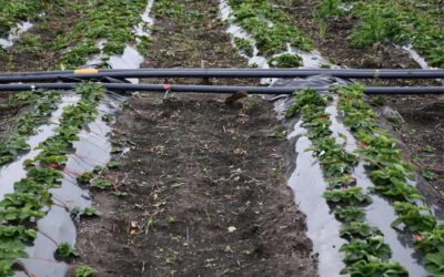 El IIAMA participa en un proyecto para mejorar el control microbiológico del agua para el riego