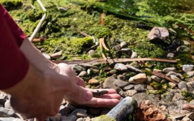 El IIAMA-UPV fortalece la biodiversidad con la reintroducción de ejemplares de gallipato en la EDAR de los Monasterios (Puçol) con el proyecto LIFE Renaturwat