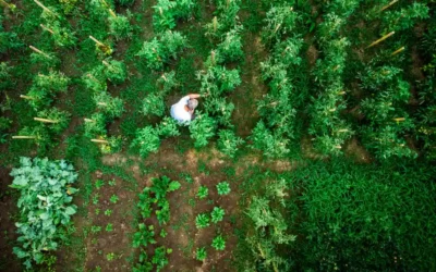 Un método combina simulaciones digitales y drones para predecir el rendimiento de cultivos hortícolas
