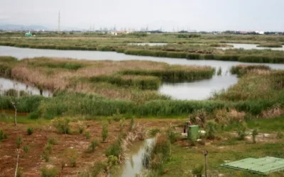 Un estudio del IIAMA demuestra el potencial de los humedales artificiales para proteger la calidad del agua, proteger el suelo y mitigar la contaminación difusa