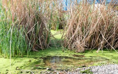 “Una investigación del IIAMA-UPV demuestra que los humedales artificiales mejoran la calidad del agua, promueven la economía circular y fomentan la biodiversidad»